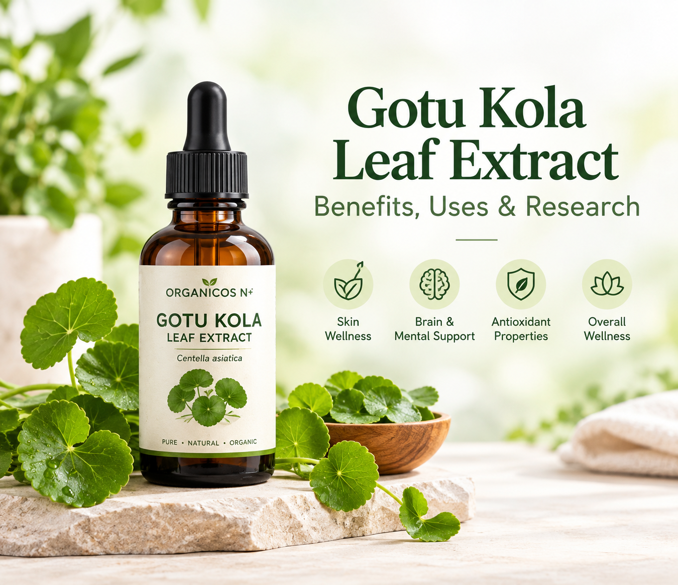 Organic Gotu Kola Leaf Extract benefits and uses – Centella asiatica